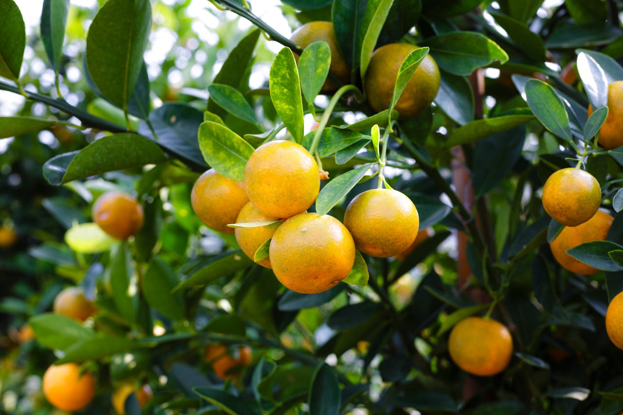 Vibrant oranges on a citrus tree showcasing fresh, healthy produce outdoors.